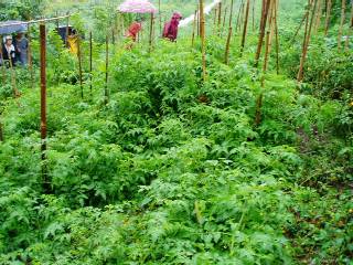 tomatoes
