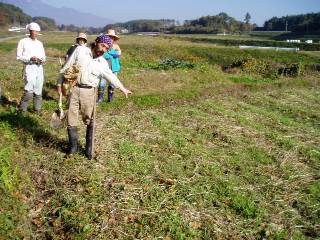 rice field after harvesting, seeded with barley