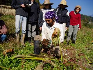 harvesting of taros