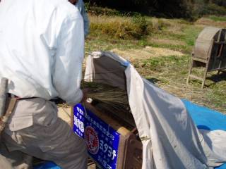 threshing rice