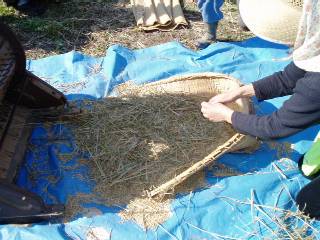 aftrer threshing
